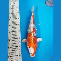 kujaku 31cm