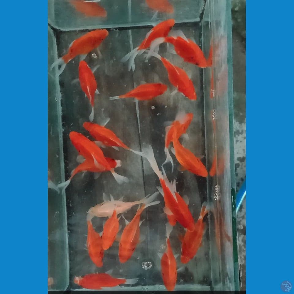 tamasaba 20 ekor 7 10 cm 