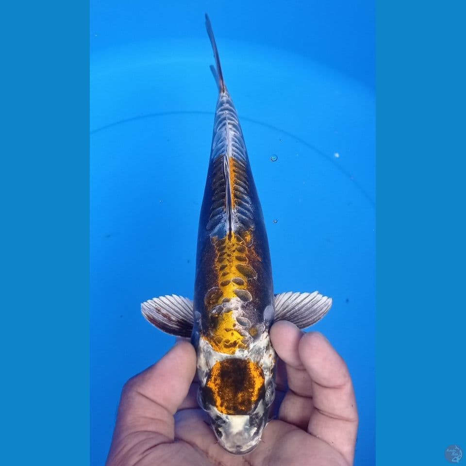 MARUTEN 27CM