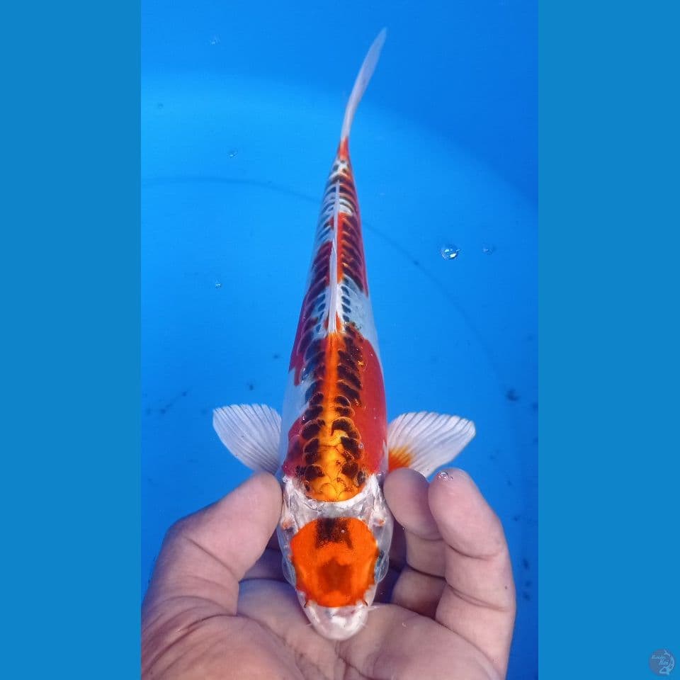 DOITSU 24CM