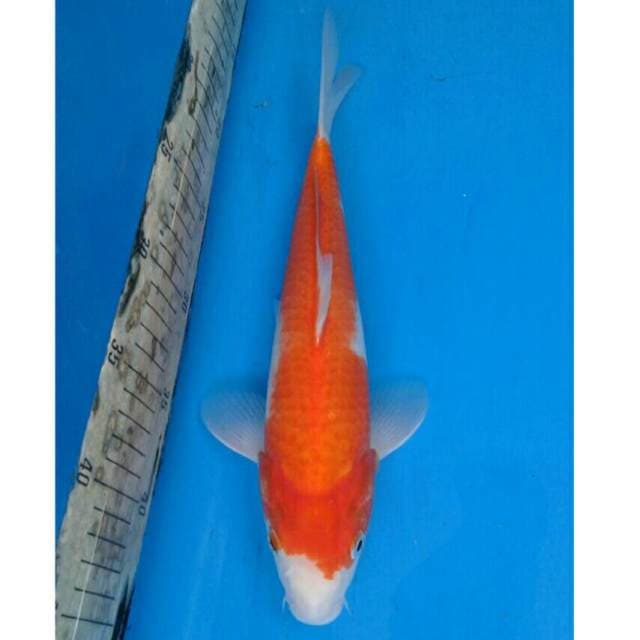 Kohaku Import Non Serti