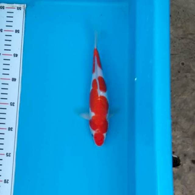ORIGINAL KOHAKU
