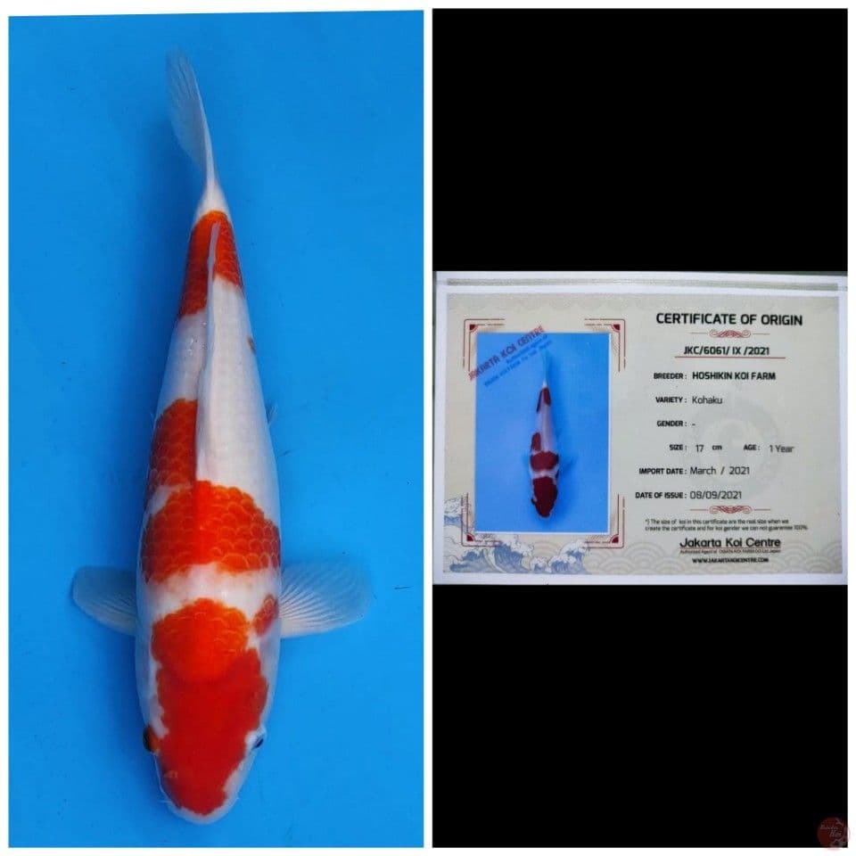 Hoshikin Kohaku