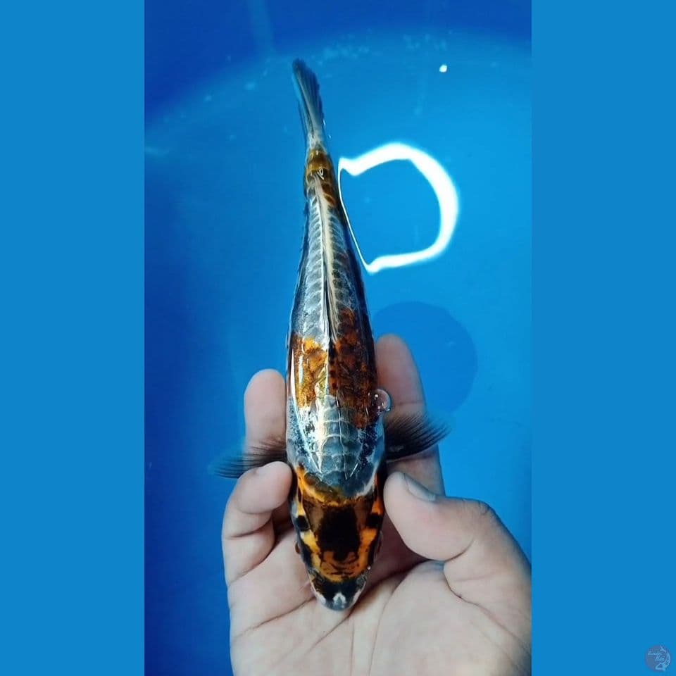 Kin Kikokoryu 22cm