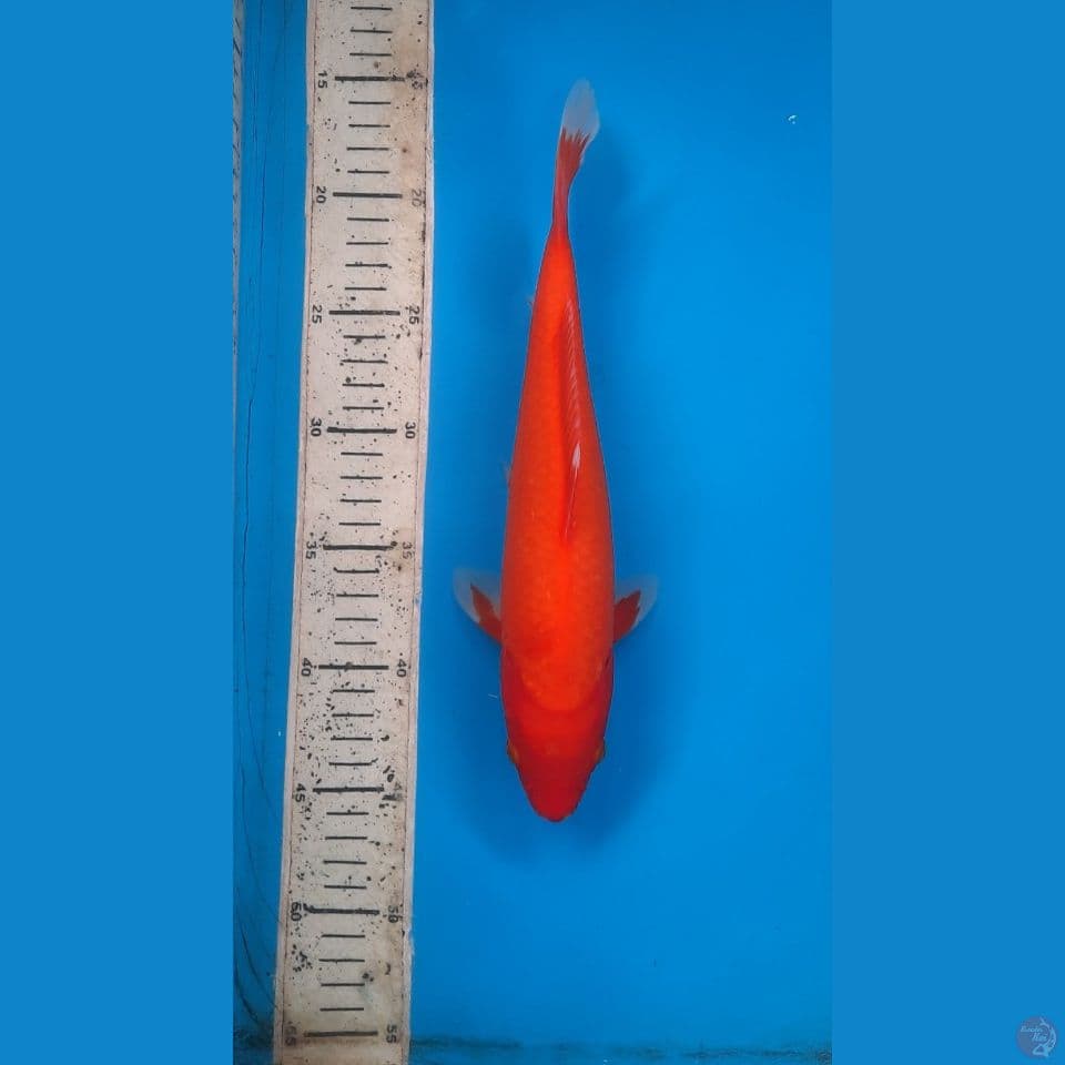 benigoi tembus