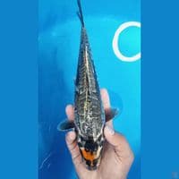 Kikoryu Aragoke 31cm