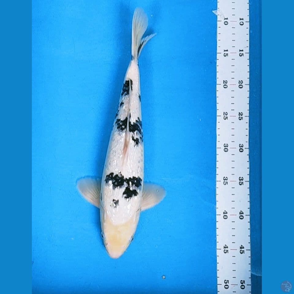 SHIRO BEKKO GINRIN 35CM MALE