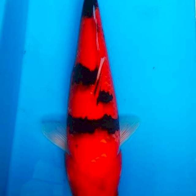 Hi Showa 33cm