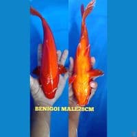 BENIGOI 28CM TEMBUS PERUT