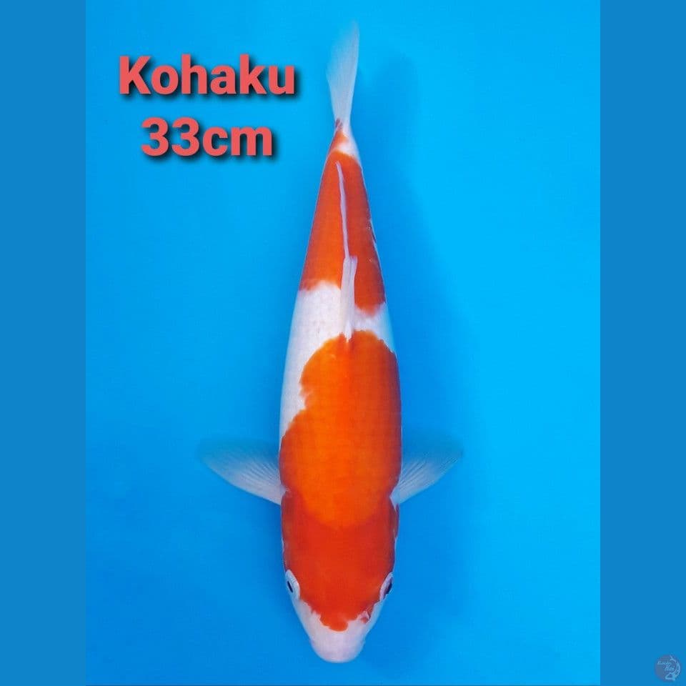 KOHAKU 33CM