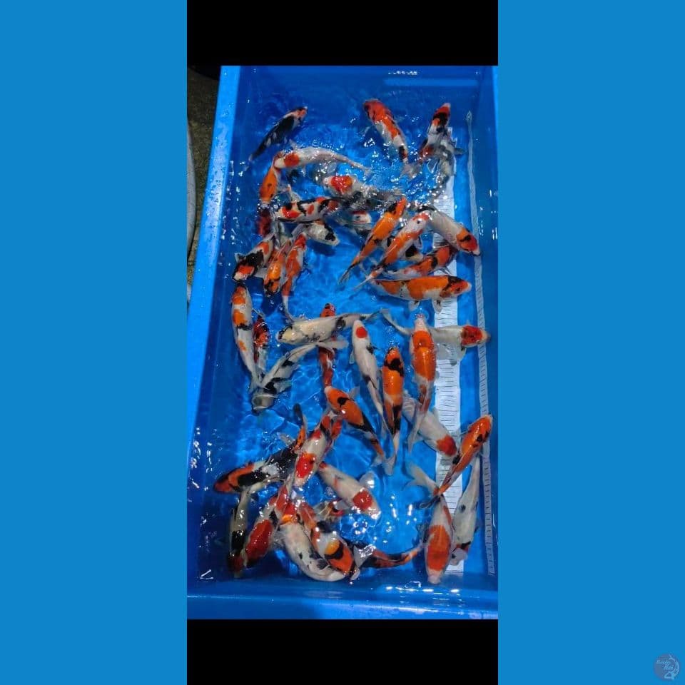 paket mix showa 25-30cm