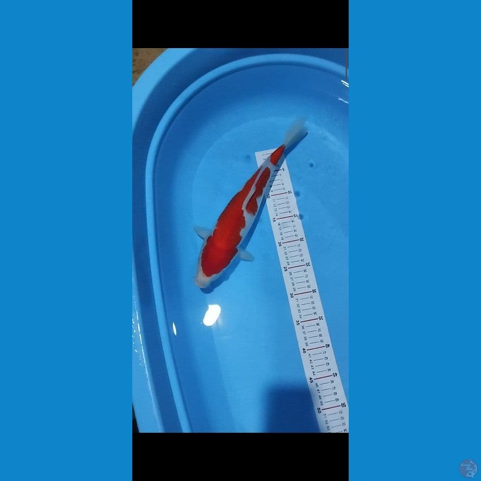 kuhaku40 cm ory ginal halus poll