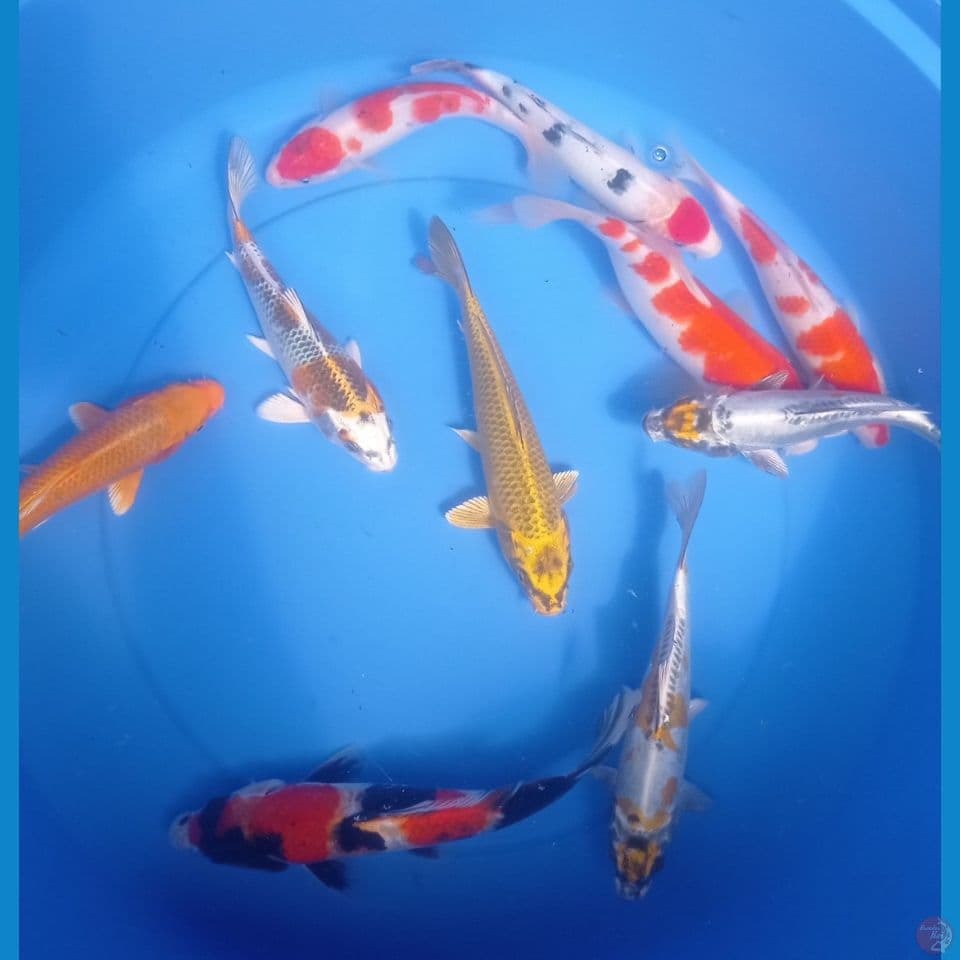 MIX 20'22CM
