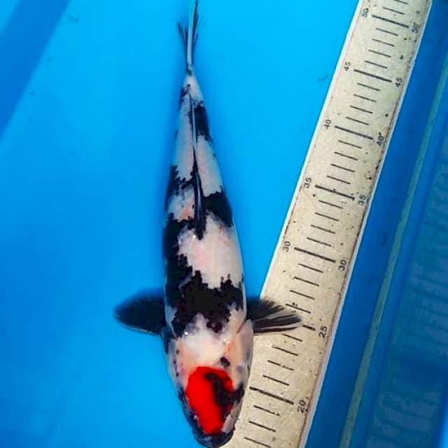 Tanco Showa 30cm