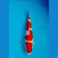 Kohaku