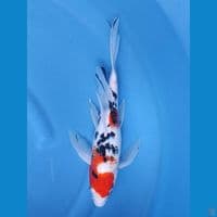 KUMPAY SANKE 35 CM