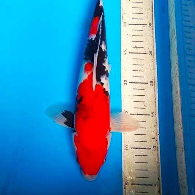 Showa 33cm