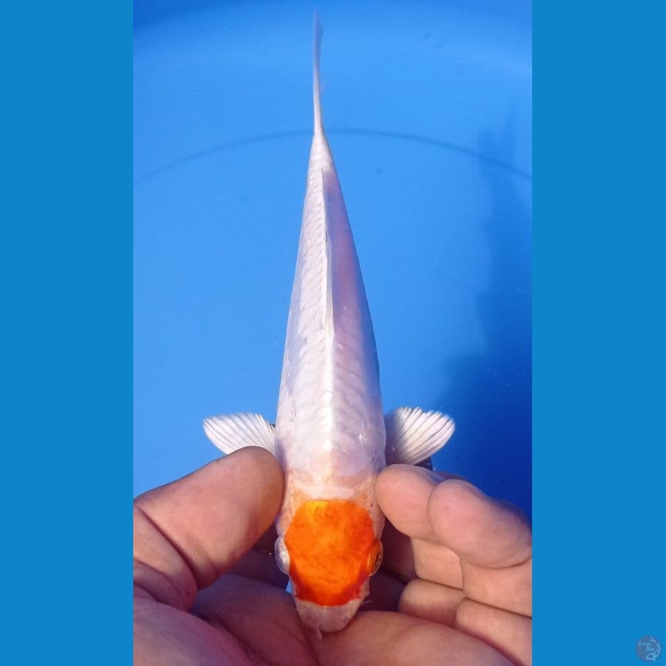 TANCHO 18CM