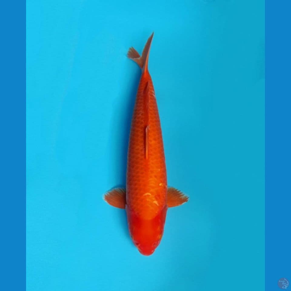 Benigoi 56cm