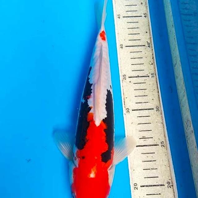 Beny komonriyu 31cm