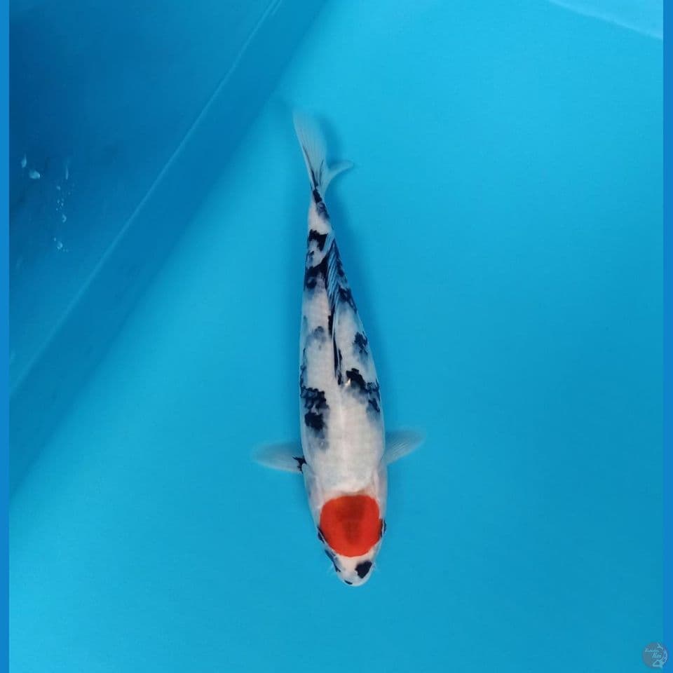 tancho showa 32cm