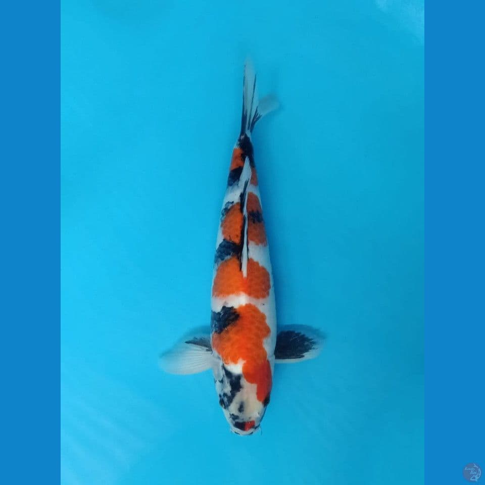 Showa 38cm male