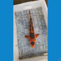 Maruten kawari 37cm dulu catting bukan tato