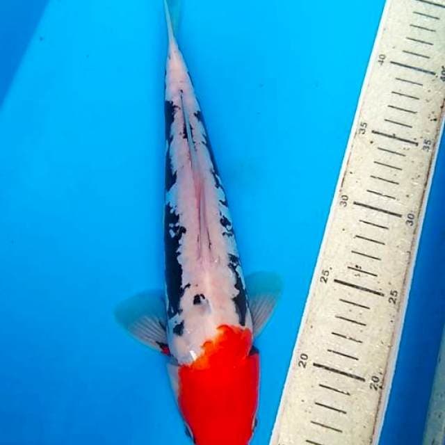 Benykumon 30cm