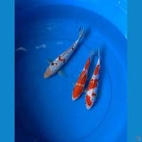 Kohaku mix antikan 23-26 cm