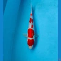 maruten kohaku 22cm