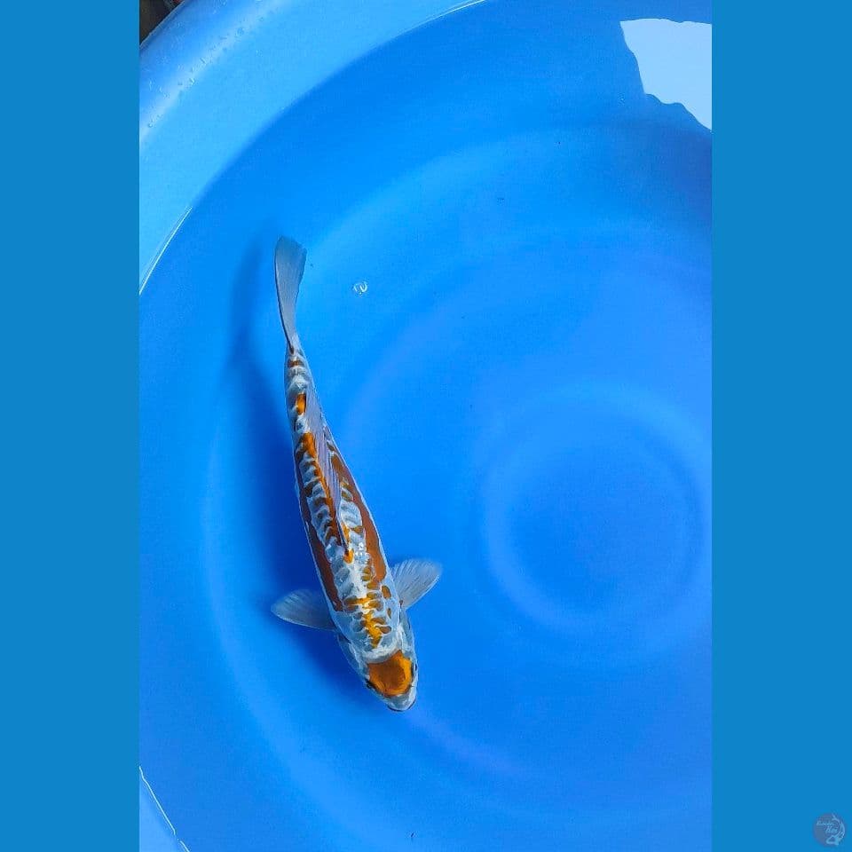 maruten kikoryu unique 