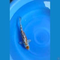 maruten kikoryu unique 