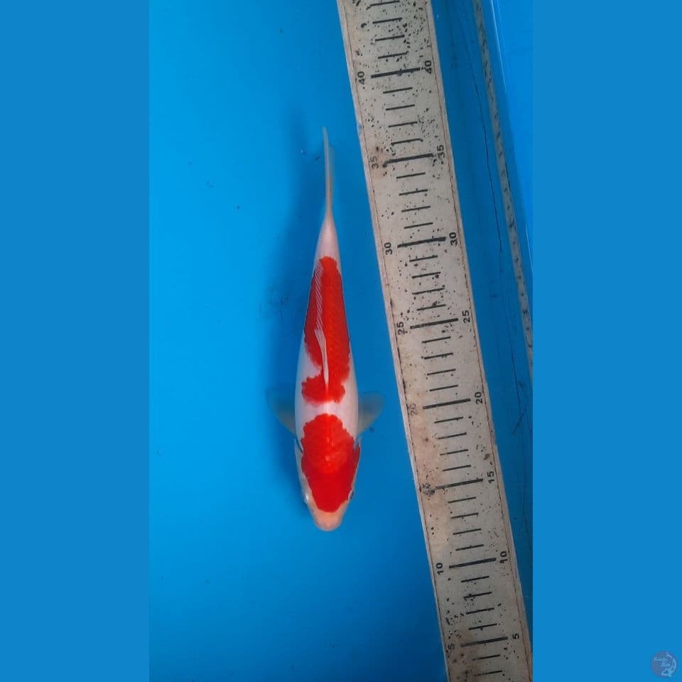 kohaku