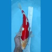 kohaku jantan merah strong 40cm