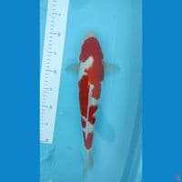 kohaku bulky 38cm