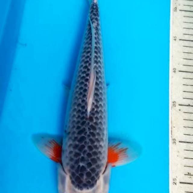 Asagi 37cm F1