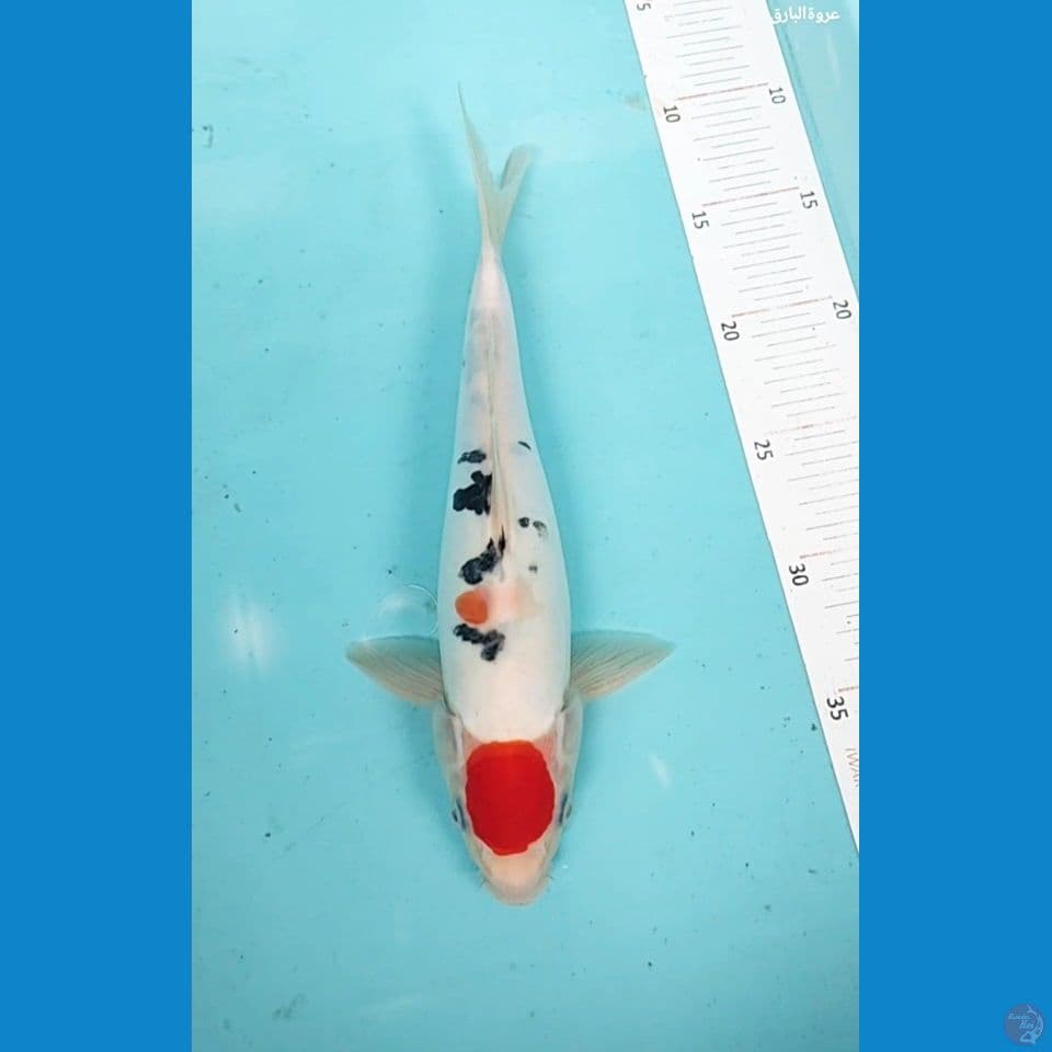 tanco sanke doitsu 30 cm