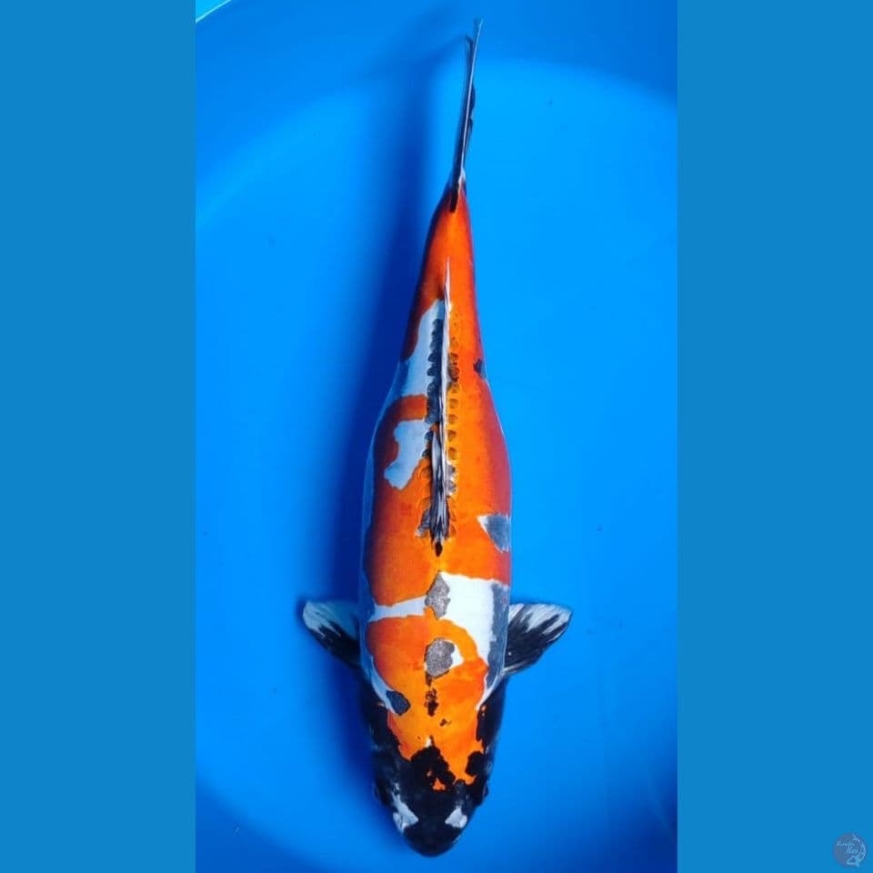 Kiko HQ 48 cm siap pijah