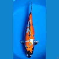 Kiko HQ 48 cm siap pijah