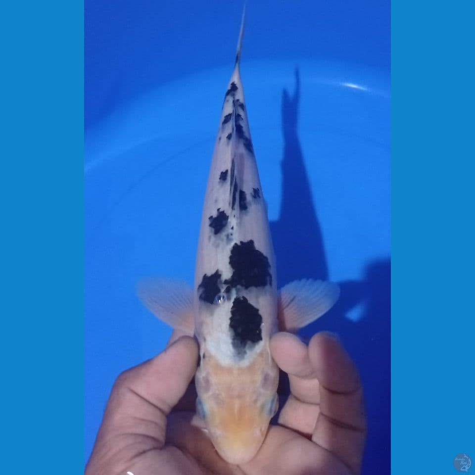 BEKKO 28CM