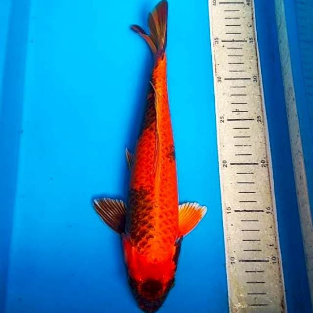 kin utsuri 33cm