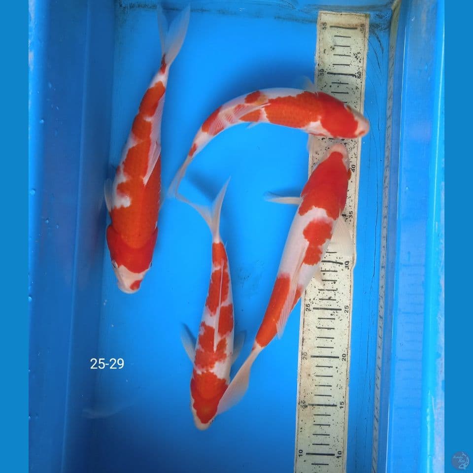 kohaku 25-29cm