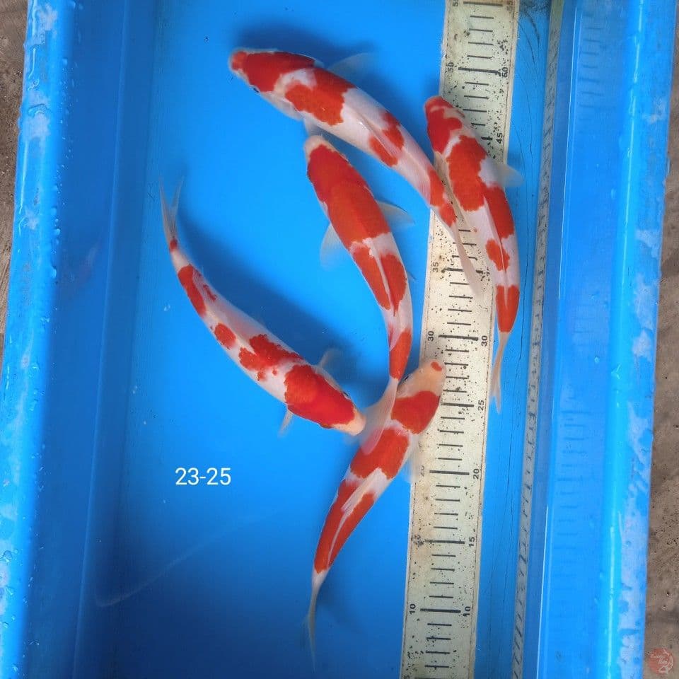 kohaku 23-25cm