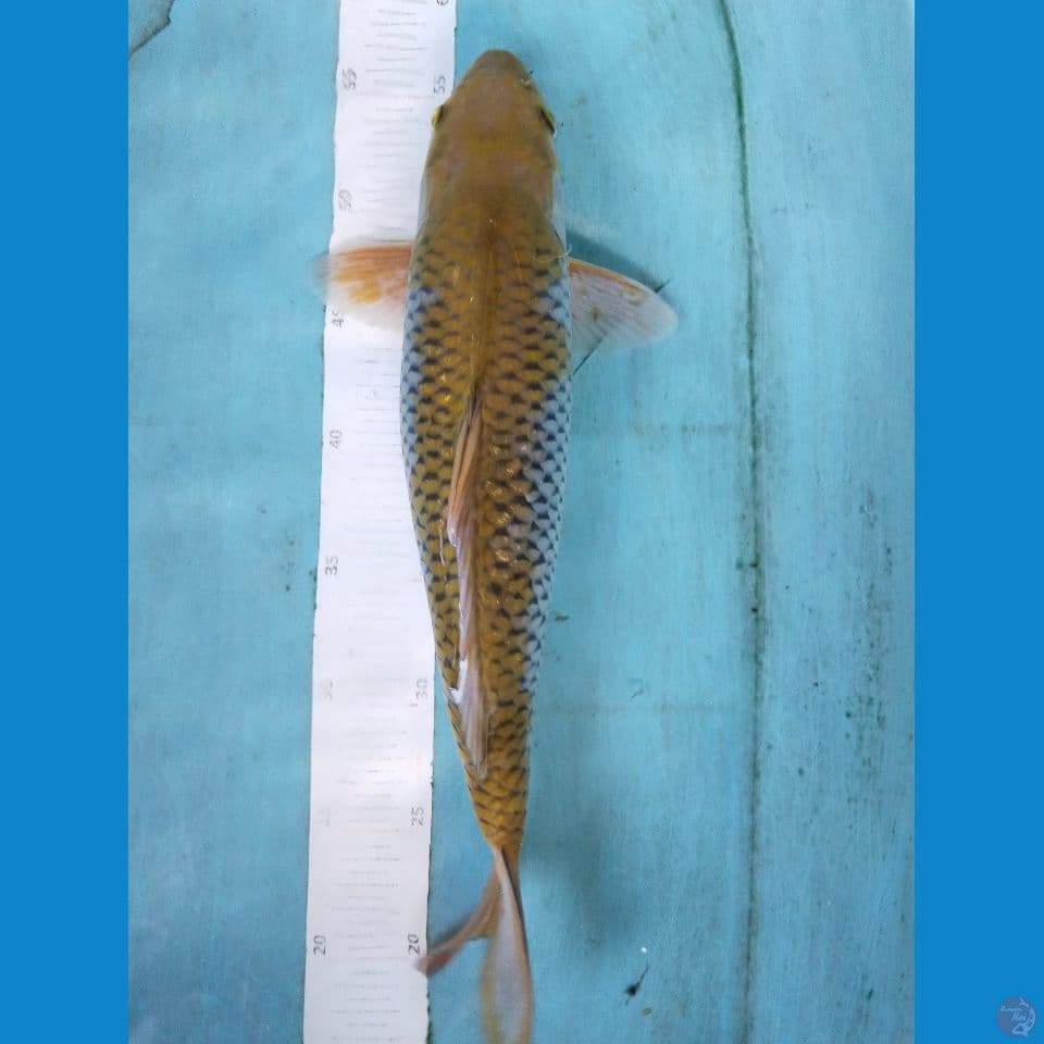 sabikoyo 38cm