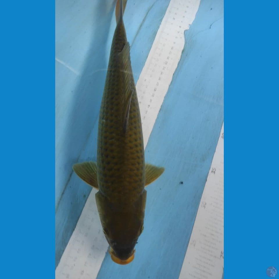 midori 36cm