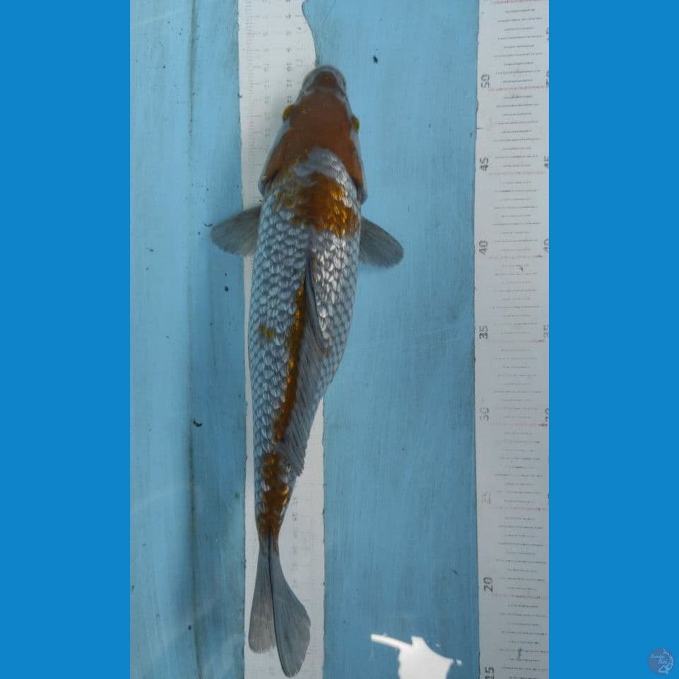 ochiba 33cm
