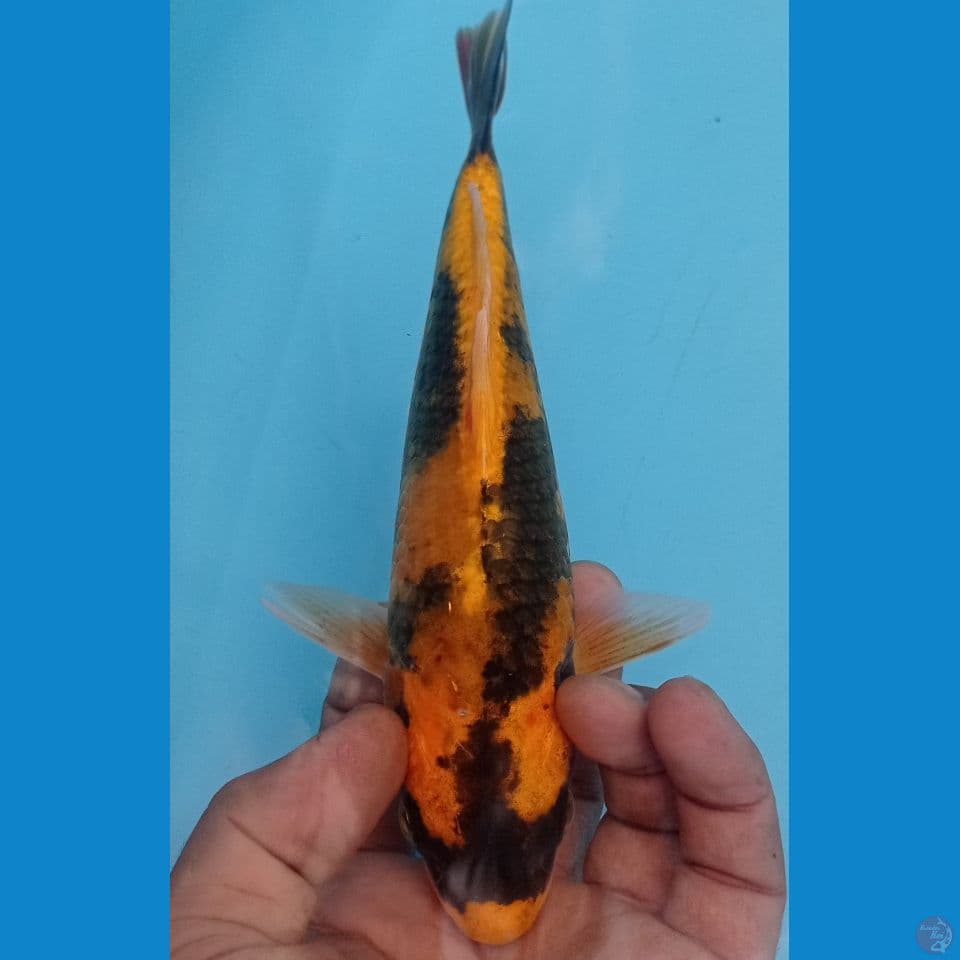 SHOWA MANGGO 25CM