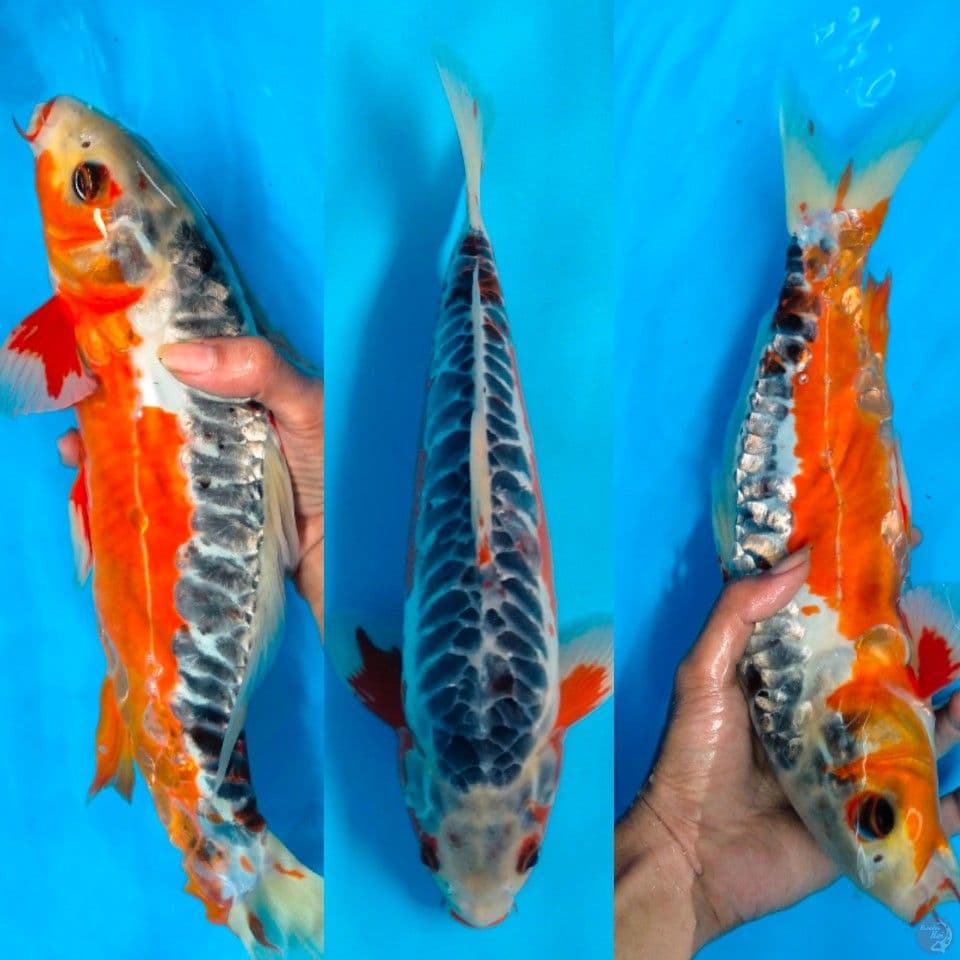 shusui 37cm M