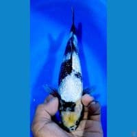 SHIRO KINGIRIN HQ 25CM MALE