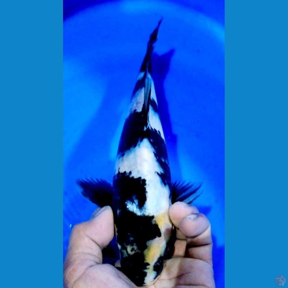 SHIRO SPECIAL HQ 27CM MALE